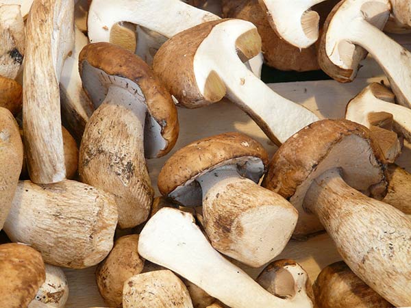 Как приготовить белые грибы