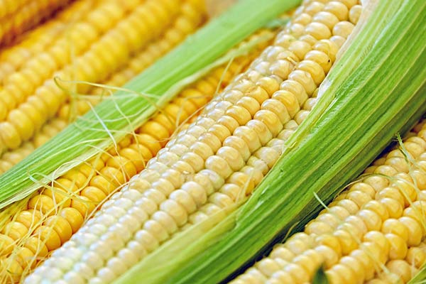 Как варить кукурузу в початках в кастрюле