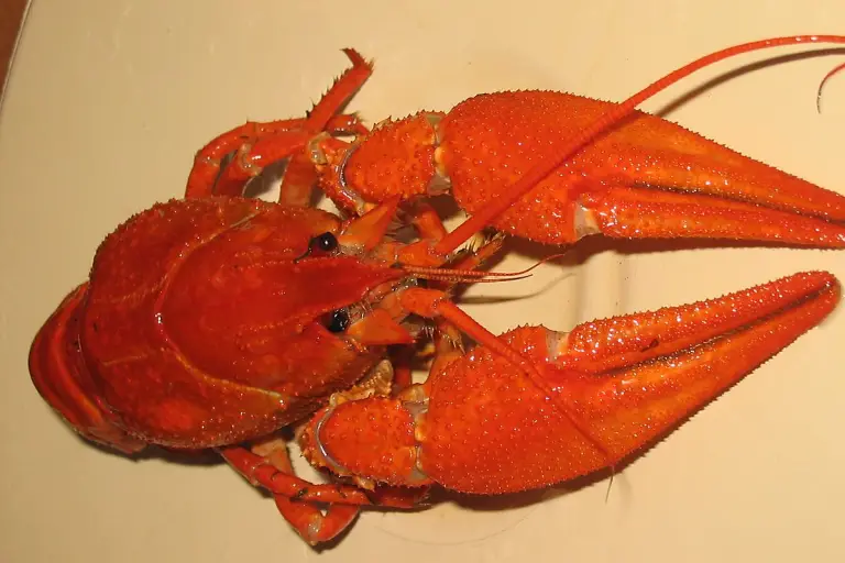 How to Cook Crayfish: Time, Water and Salt